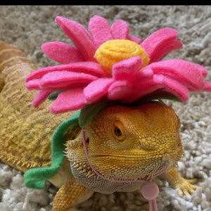 Small animal Hat, Bearded Dragon Hat, Flower Hat, The Daisy Hat