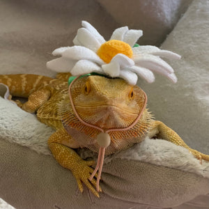 Small animal Hat, Bearded Dragon Hat, Flower Hat, The Daisy Hat
